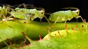 Luontohetki: Attenborough'n erikoiset: 11.06.2016 09.35