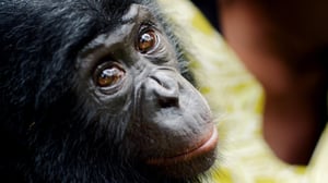 Prisma: Eläimet ja rakkaus: 05.10.2016 19.00