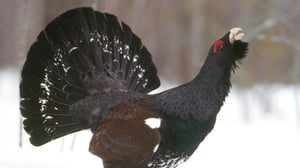 Metso: 05.09.2016 12.00