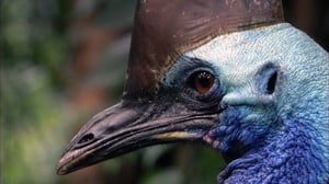 Avara luonto: Australia: 24.09.2016 18.45