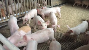 Spotlight: Sikapitkiä matkoja ja muita vihjeitä: 23.05.2016 20.00