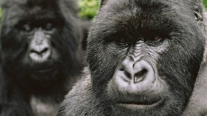 Luontohetki: Attenborough'n erikoiset: 09.07.2016 09.35