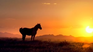 Avara luonto: Pohjois-Amerikka: 25.06.2016 18.45