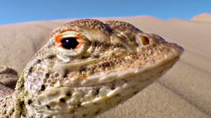 Avara luonto: Pohjois-Amerikka: 23.07.2016 18.45