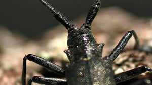 Sarvijäärien kesäpäivä (S): 04.07.2016 09.00