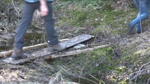 Luonto lähellä: Hyytiälän metsätilan turistit (S): 23.05.2016 07.47