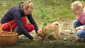 Yle Oddasat: Taan čoovčâ šaddeh ennuv peesihajâšovkkâheh.: 12.08.2016 15.27