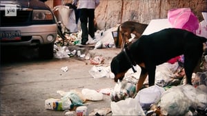 Yle Uutisluokka Triplet: Myös koirat kärsivät Venezuelan talouskriisistä (S): 09.09.2016 10.32