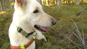 Yle Uutisluokka Triplet: Pelastuskoiratoiminta tarvitsee uusia harrastajia (S): 16.09.2016 09.48