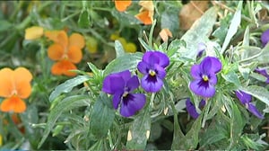 Yle Uutisluokka Triplet: Suomalaiset kukat ja yrtit maistuvat Kiinassa (S): 16.09.2016 09.59