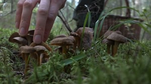 Luonto lähellä (S): 19.09.2016 08.27