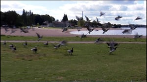 Yle Uutisluokka Triplet: Muuttolinnut valmiina lähtöön (S): 19.09.2016 09.25