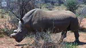 Yle Uutisluokka Triplet: Sarvikuonoilta sahataan sarvet salametsästyksen ehkäisemiseksi (S): 22.09.2016 10.03