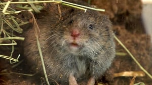 Yle Uutisluokka Triplet: Myyräkuumetta liikkeellä runsaasti (S): 27.09.2016 10.49