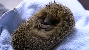 Puoli seitsemän: Seppo Pörhö on pelastanut satoja siilejä: 13.10.2016 10.48