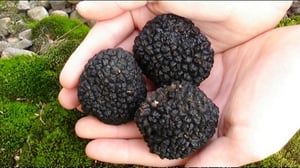 Yle Uutisluokka Triplet: Maailman kallein ruokasieni tryffeli muhii pian kotipuutarhojen mullassa (S): 14.10.2016 09.14