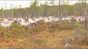 Yle Uutisluokka Triplet: Mönkijät ja helikopterit apuna poroerottelussa (S): 19.10.2016 11.26