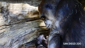 Yle Uutisluokka Triplet: Selkärankaisten määrä on puolittunut (S): 03.11.2016 08.45