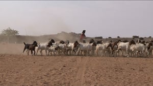 Luonto lähellä (S): 07.11.2016 08.24