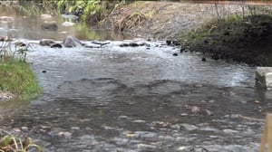 Luonto lähellä (S): 14.11.2016 08.56