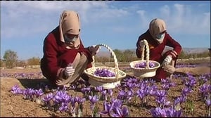 Yle Uutisluokka Triplet: Afganistanissa elvytetään maataloutta sahramintuotannolla (S): 24.11.2016 10.39