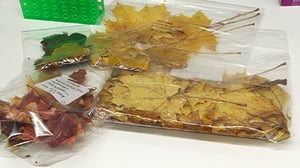 Yle Uutisluokka Triplet: Puiden lehdille etsitään käyttöä kosmetiikan valmistuksessa (S): 24.11.2016 10.41