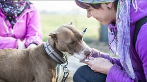 Luonto lähellä: Romanian kulkukoira: 19.12.2016 08.56