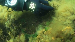 Itämeri pintaa syvemmältä: 18.07.2016 20.24