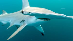 Avara luonto: Pohjois-Amerikka: 16.07.2016 18.45