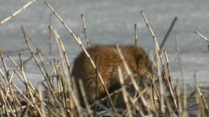 Piisami ja vesimyyrä: 15.07.2016 20.15