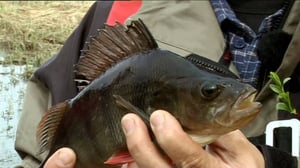 Erätulilla - kalavesillä: 05.07.2016 08.03