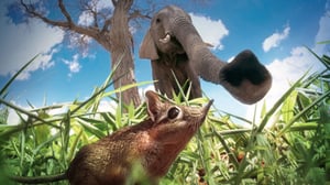 Avara luonto: Pikkuotusten maailmat: 04.06.2016 18.45