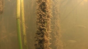 Itämeri pintaa syvemmältä: 25.07.2016 20.25