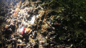 Itämeri pintaa syvemmältä: 27.07.2016 20.25