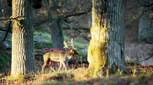 Avara luonto: Tammi täynnä elämää: 03.09.2016 18.42