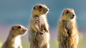 Avara luonto: Pohjois-Amerikka: 02.07.2016 18.45