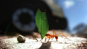 Avara luonto: Pikkuotusten maailmat: 18.06.2016 18.45