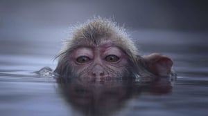 Avara luonto: Kädelliset sukulaisemme: 06.08.2016 18.45