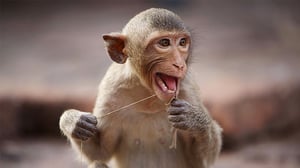 Avara luonto: Kädelliset sukulaisemme: 13.08.2016 18.45