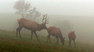 Avara luonto: Pohjois-Amerikka: 09.07.2016 18.45