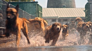 Kino: Valkoinen jumala (16): 21.09.2016 21.45