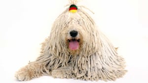 Tiededokumentti: Koirat lähikuvassa: 18.08.2016 21.00