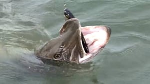 Erätulilla - kalavesillä: 05.07.2016 08.02