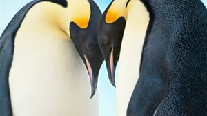 Luontohetki: Attenborough'n erikoiset: 06.08.2016 09.35