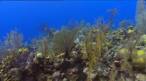 Erikoiset merenelävät: 19.11.2016 14.55