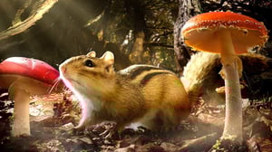 Avara luonto: Pikkuotusten maailmat: 11.06.2016 18.45