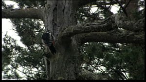 Karvakuonot ja Susikurun seikkailu (S): 17.06.2016 16.00