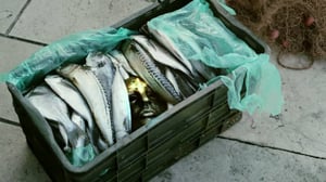 Merirosvoaarteen salaisuus (S): 03.12.2016 06.00