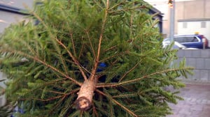 Yle Uutisluokka Triplet: Kuusikauppa käy nyt kuumana (S): 19.12.2016 10.17