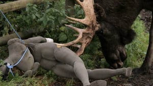 Eläimellistä menoa Norjassa: 04.06.2016 18.30